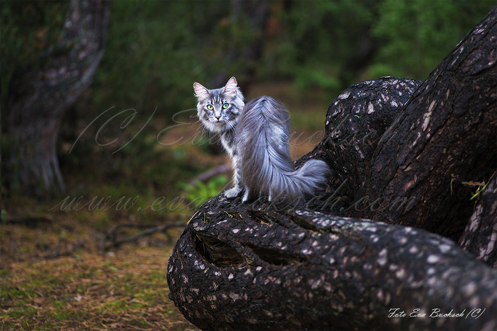 Foto av Eva Bucksch